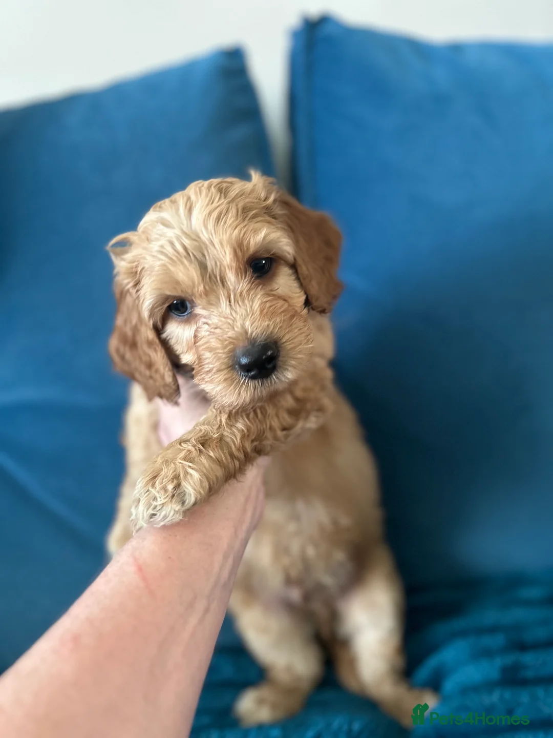 Australian Labradoodle dogs for sale: Australian labradoodle  - Advert 2