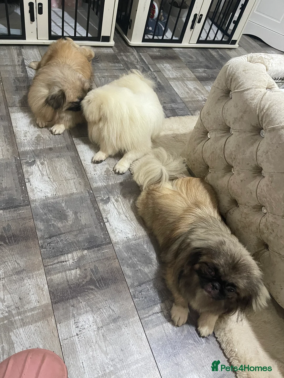 Pekingese dogs for sale: Beautiful Pekingese  - Advert 2