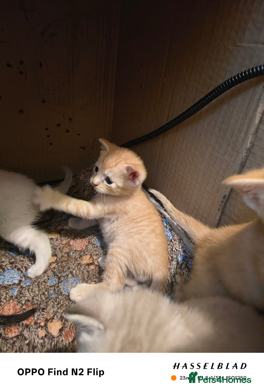 Mixed Breed cats for sale: Kittens  - Image 7