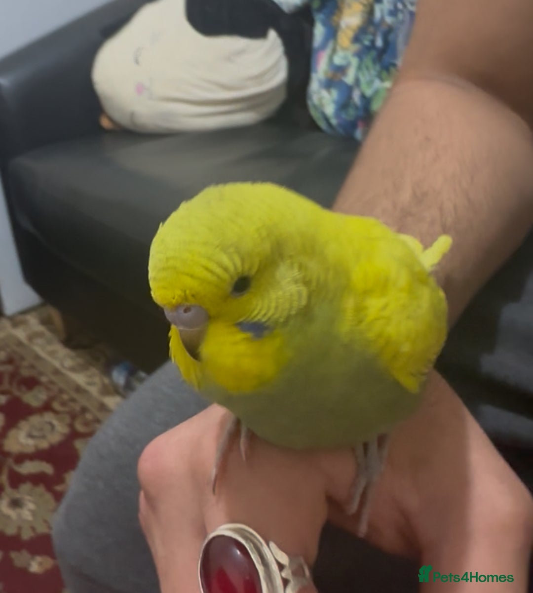 Budgerigars birds for sale: Budgie Easy Hand-Tamed - Advert 1