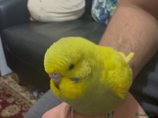 Budgerigars birds Budgie Easy Hand-Tamed - Advert 1