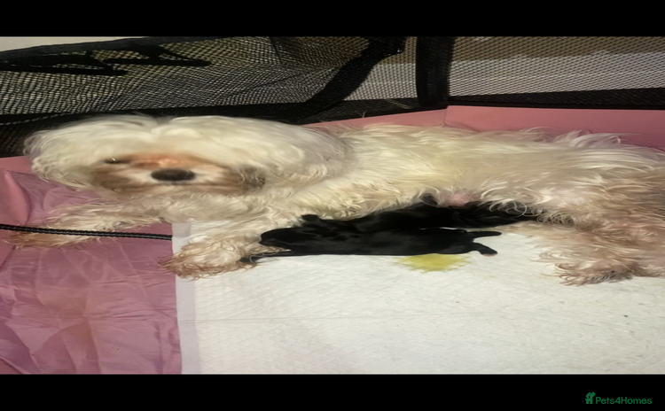 Maltipoo dogs F1 dollface Korean/Asian maltipoo fur babys  😍💙 - Advert 1