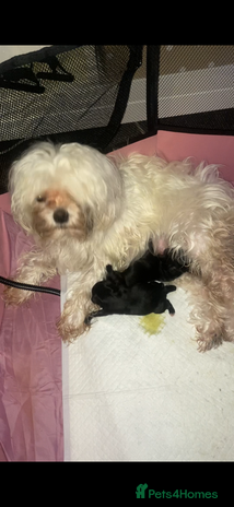 Maltipoo dogs F1 dollface Korean/Asian maltipoo fur babys 😍💙 - Advert 1