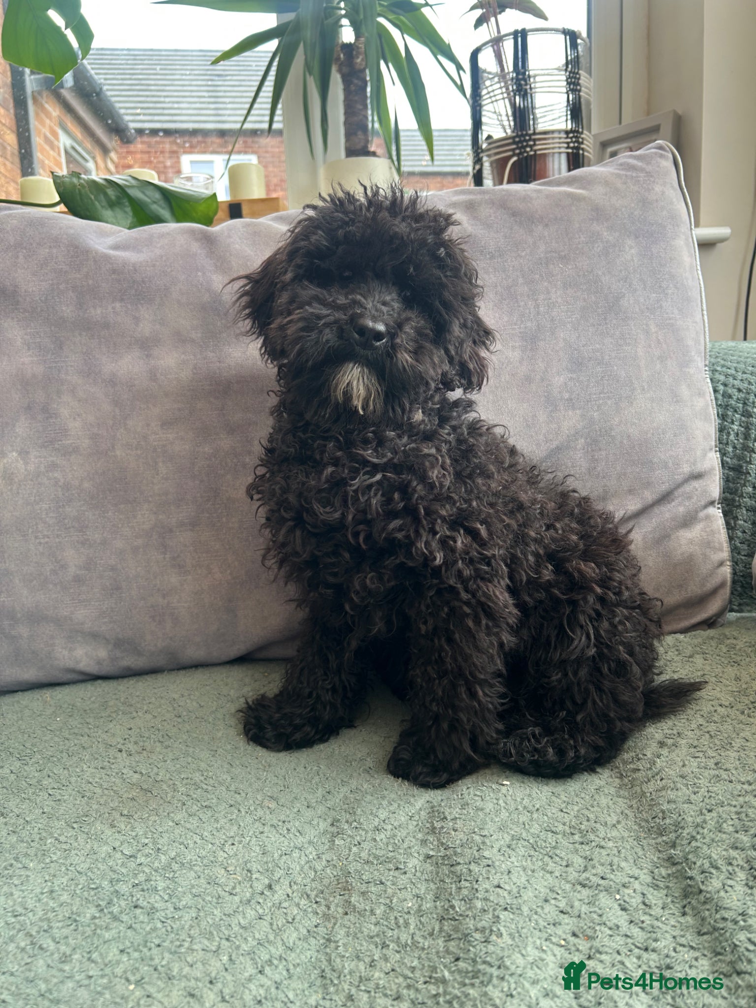 Mixed Breed dogs Australian Labradoodle cavapoo boy stunning ⭐️  - Advert 1