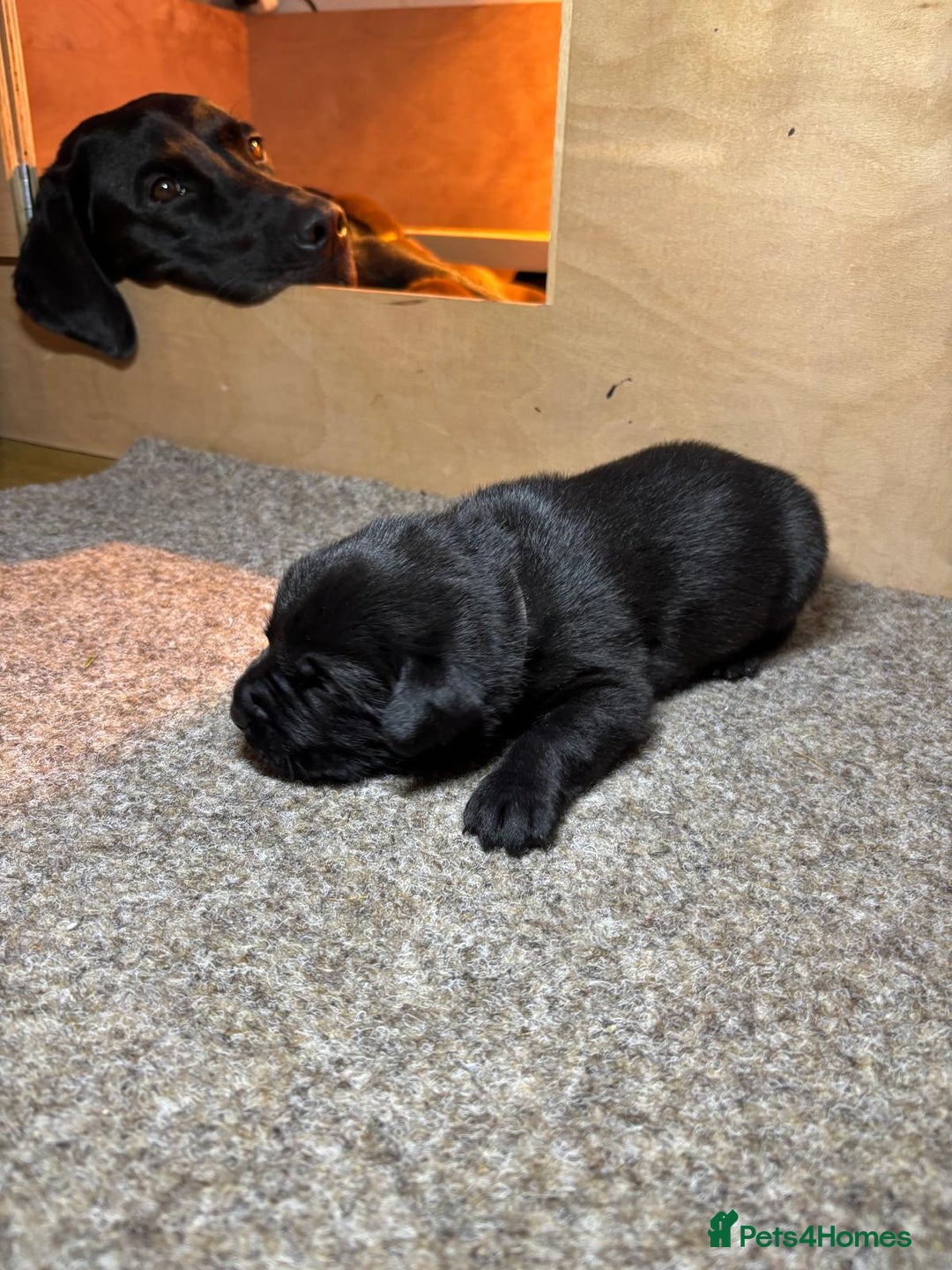 Labrador Retriever dogs for sale: Labrador Puppies – Black & Chocolate  - Advert 14