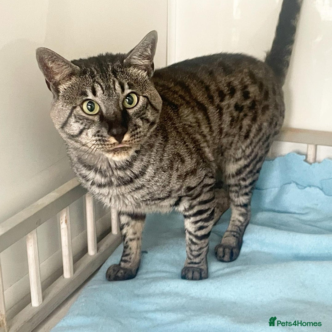 Savannah cats for sale: Retired F5 Silver Savannah boy with black nose - Image 10