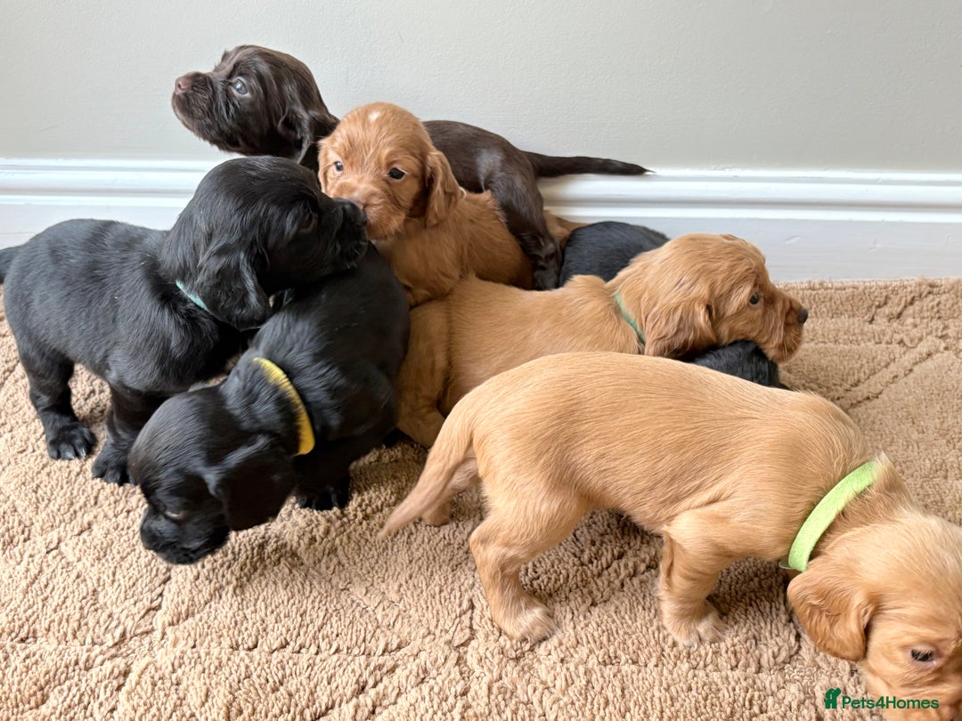 Cocker Spaniel dogs for sale: Stunning cocker spaniel puppies  - Image 19