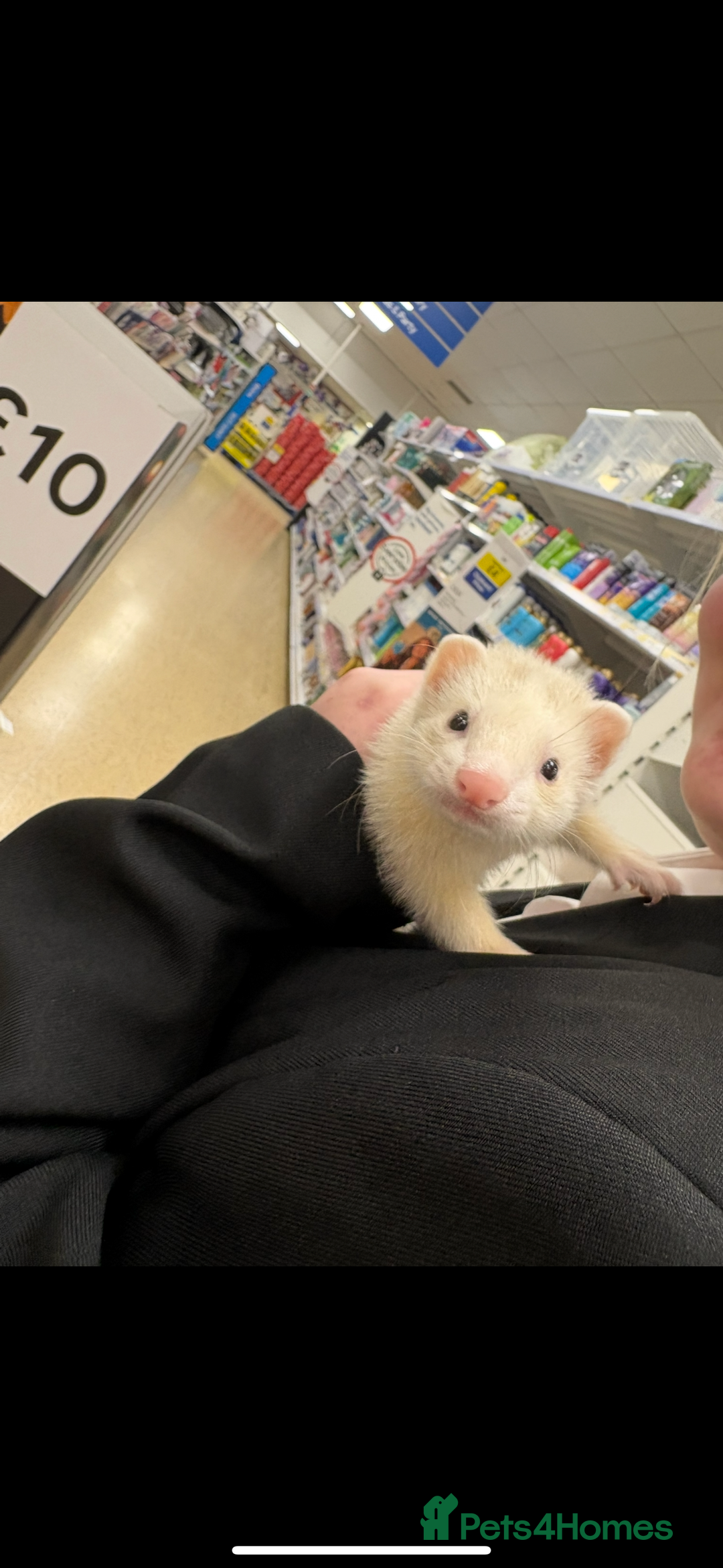Ferret rodents for sale: 2 Ferret Jills 4 months old  - Advert 11