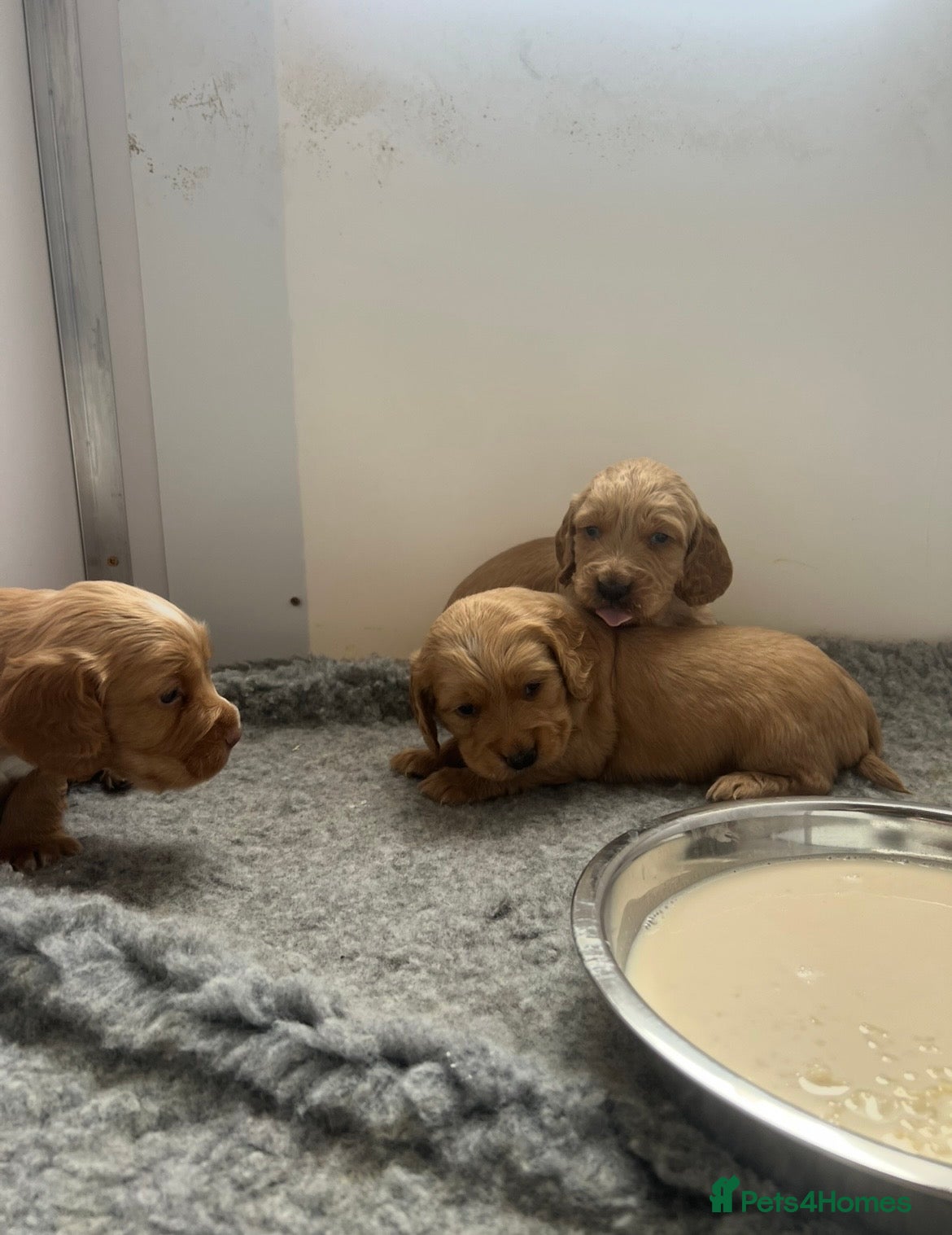 Cocker Spaniel dogs Kc Registered Cocker Spaniel Pups - Advert 1