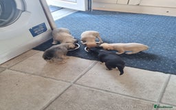 Chihuahua dogs for sale: 5 chihuahua  - Image 1