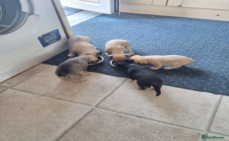 Chihuahua dogs - Advert 5
