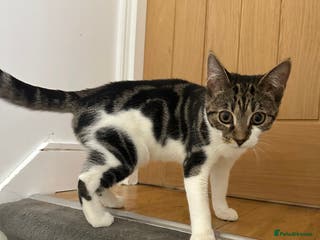 Mixed Breed cats Kitten - Advert 15