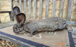 Continental Giant rabbits for sale: Pure Continental Giant Vaccinated  - Image 6