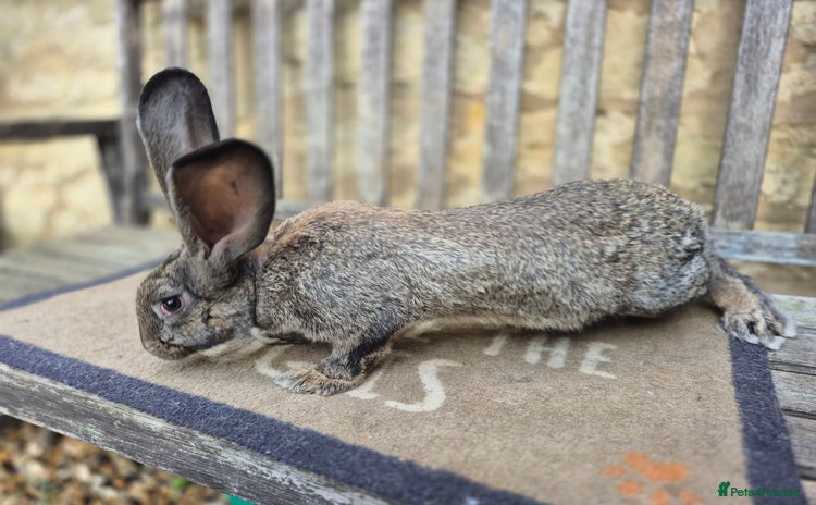 Continental Giant rabbits - Advert 1