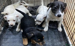 Jack Russell dogs for sale: Jack Russell Boys - Advert 7