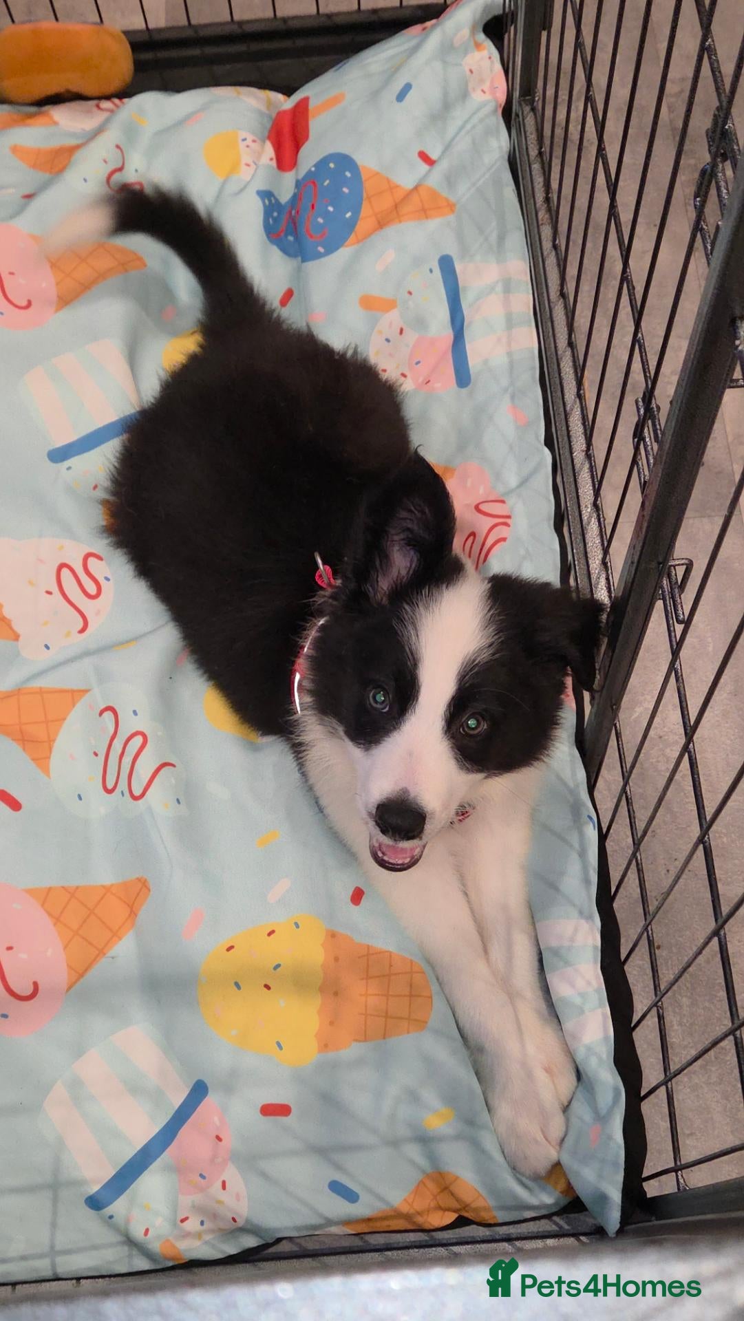Border Collie dogs Scrump - Advert 1