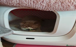 British Longhair cats for sale: Cinnamon bi colour longhair  - Image 8