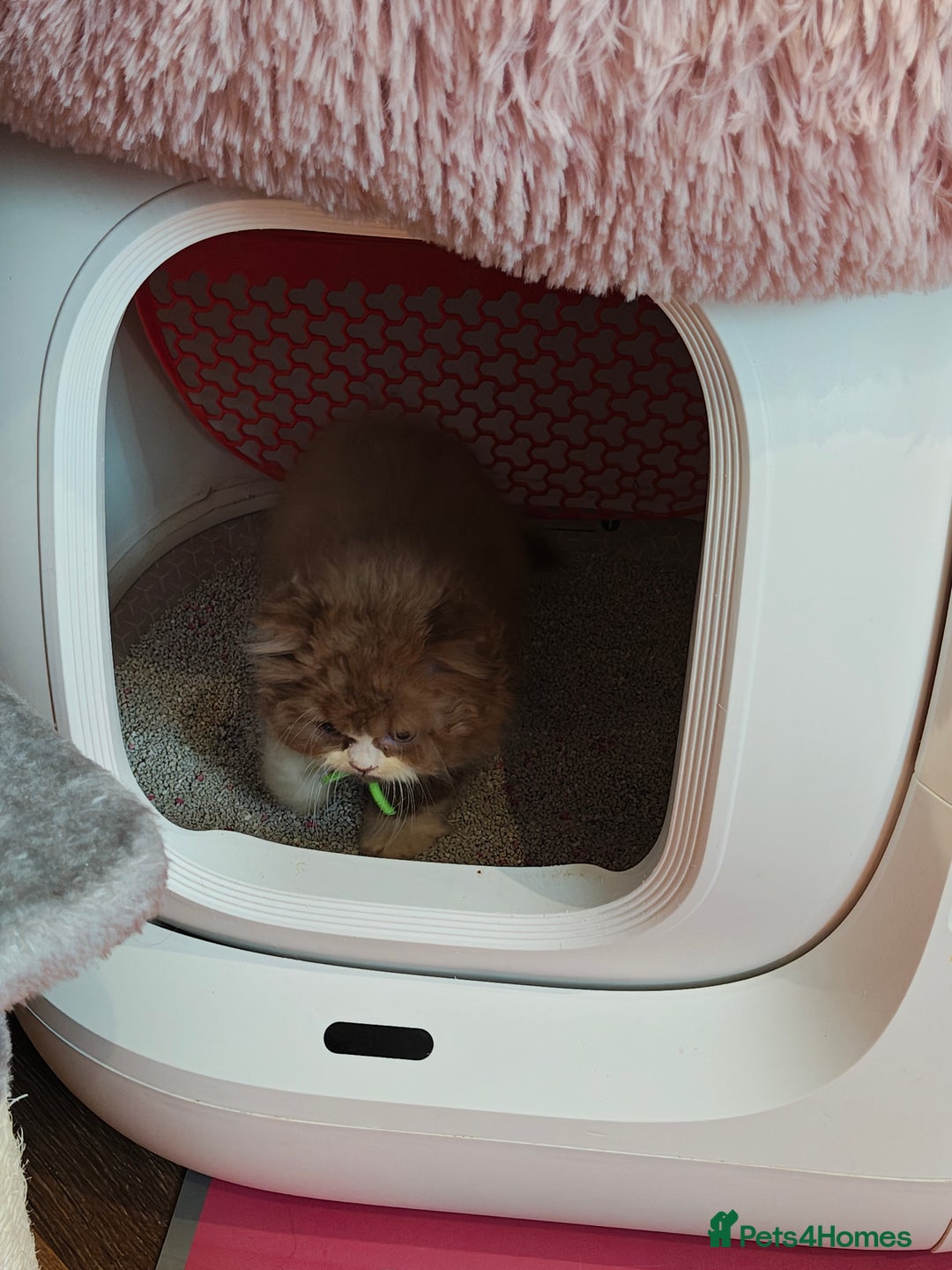 British Longhair cats for sale: Cinnamon bi colour longhair  - Image 8