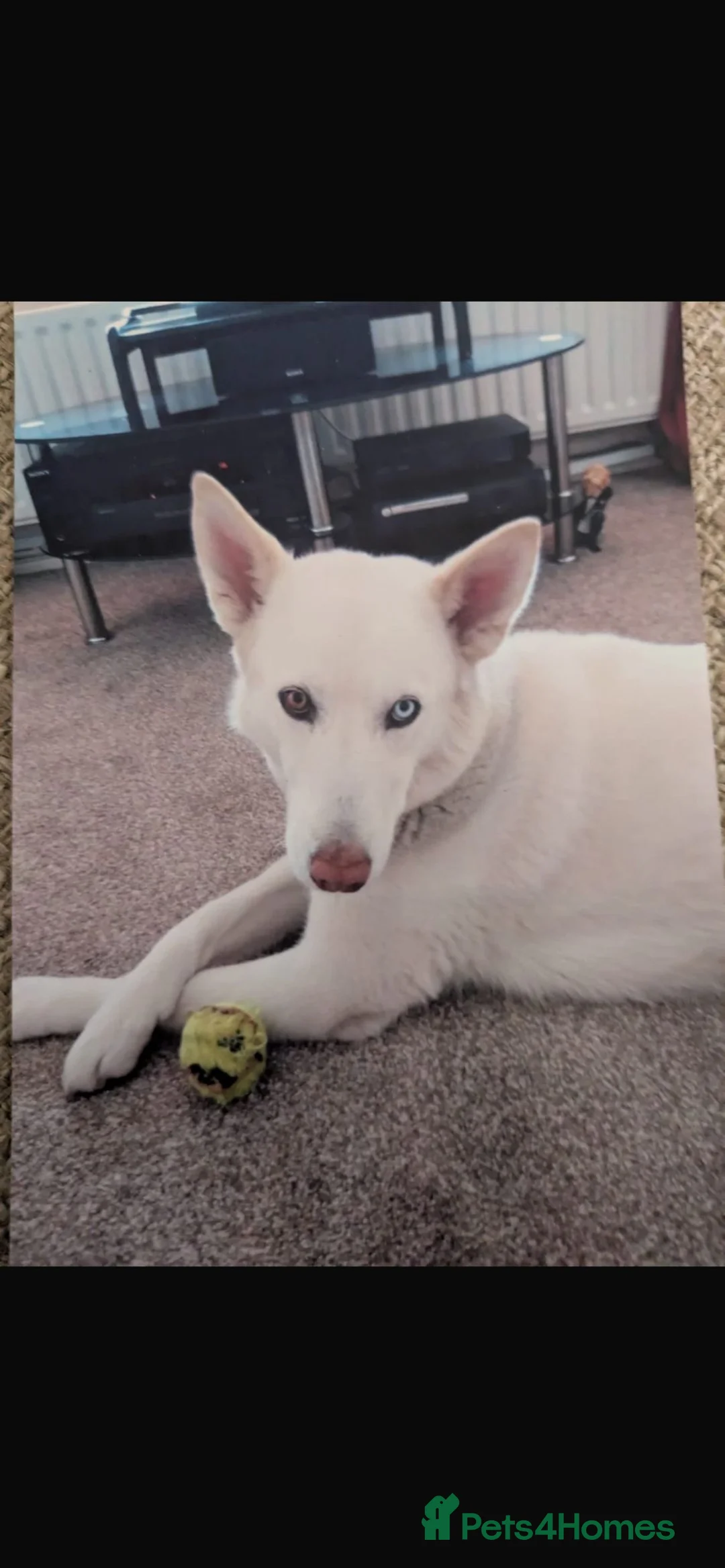 Mixed Breed dogs for sale: Loving Home (Brightlingsea) - Advert 2