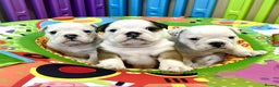 English Bulldog dogs for sale: ** PUREBRED STANDARD COLOUR BULLDOG PUPPIES** - Advert 15