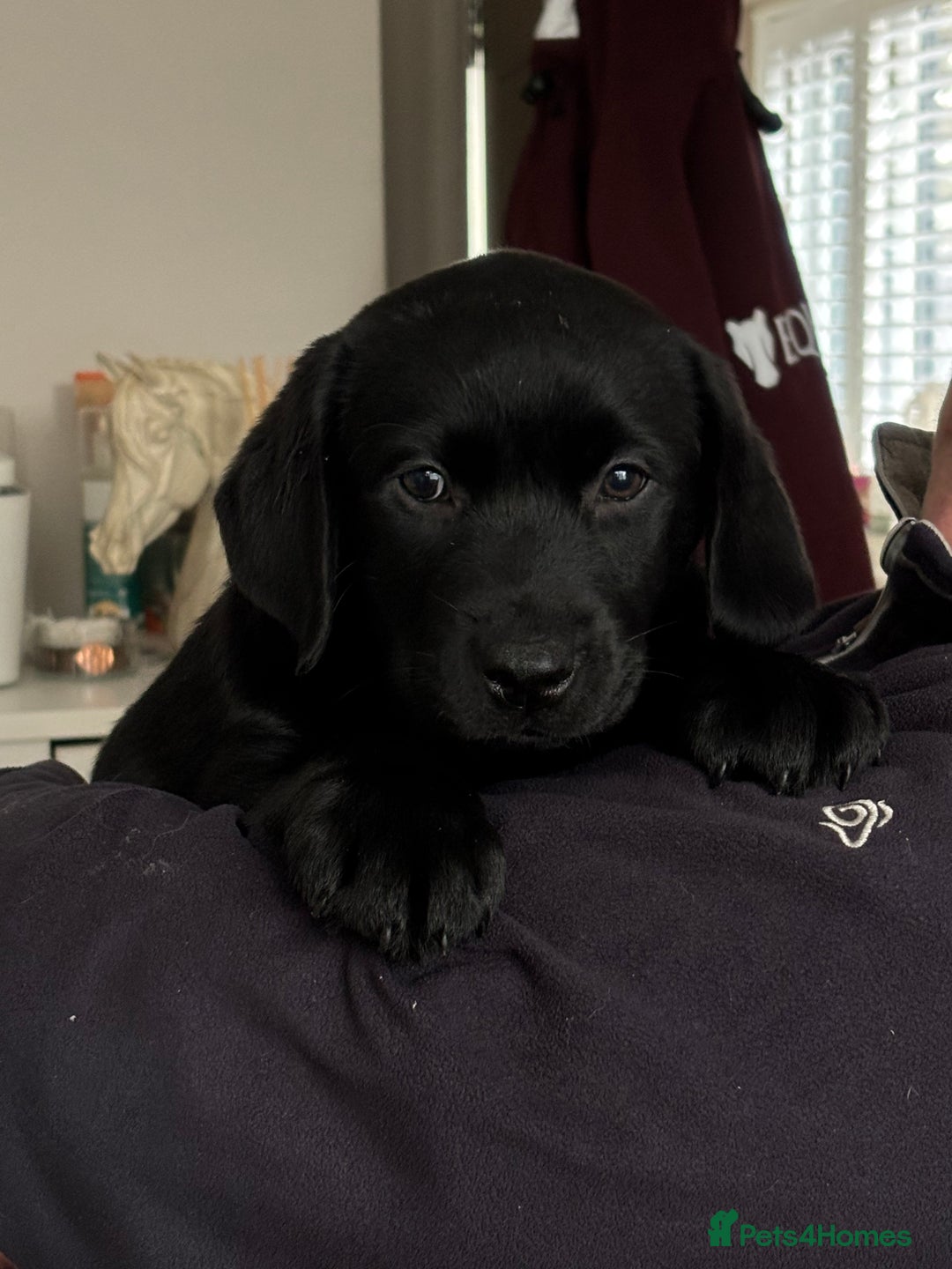 Labrador Retriever dogs for sale: Black Show Chunky female Available  - Advert 3