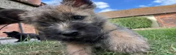 Cairn Terrier dogs for sale: KC Registered Cairn Terrier Pups - Advert 8