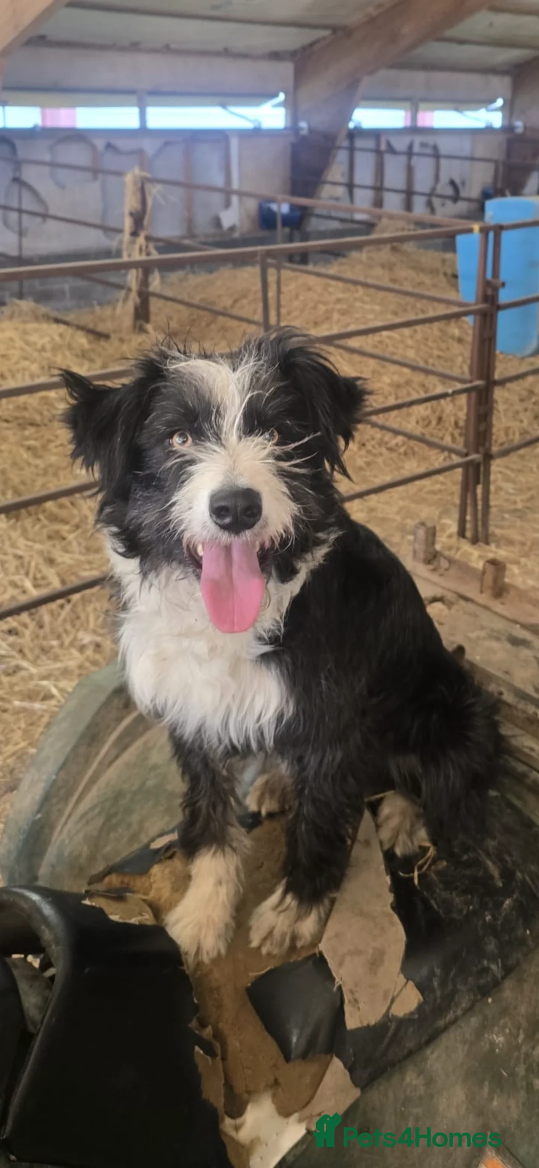 Mixed Breed dogs for sale: Beautiful, Bearded Collie x Border Collie pups.  - Advert 2