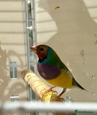 Finches birds - Advert 1