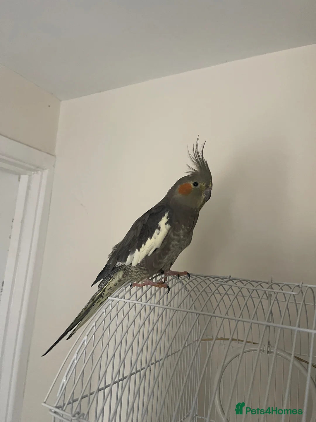 Cockatiels birds for sale: Cockatiel pair for sale  in Cambridge - Advert 3