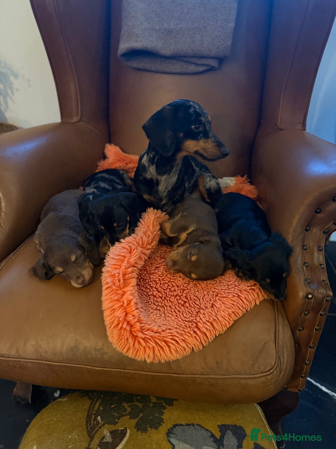 Miniature Dachshund dogs for sale: Penny's first litter - Advert 5