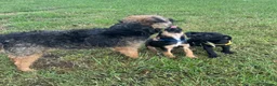 Mixed Breed dogs for sale: Border terrier x Jack Russell terrier puppies 🏡 - Advert 5