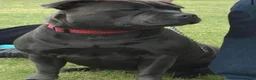 Staffordshire Bull Terrier dogs for sale: Blue Staffy pups valglo blood line  in Liskeard - Advert 21