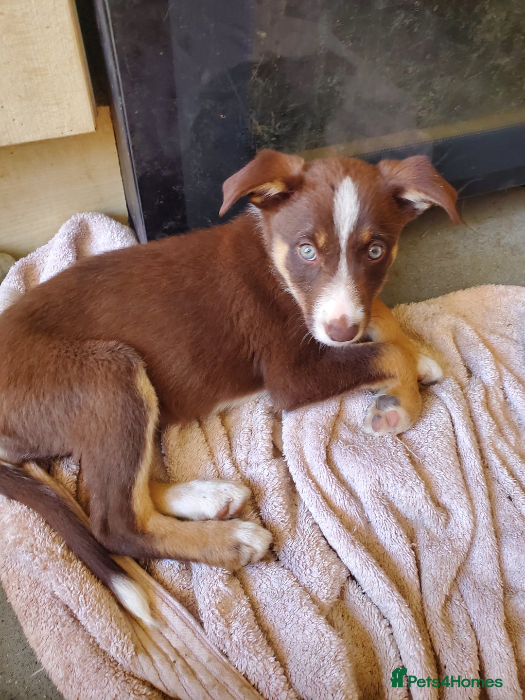 Mixed Breed dogs for sale: Huntaway cross border collie pups - Image 1