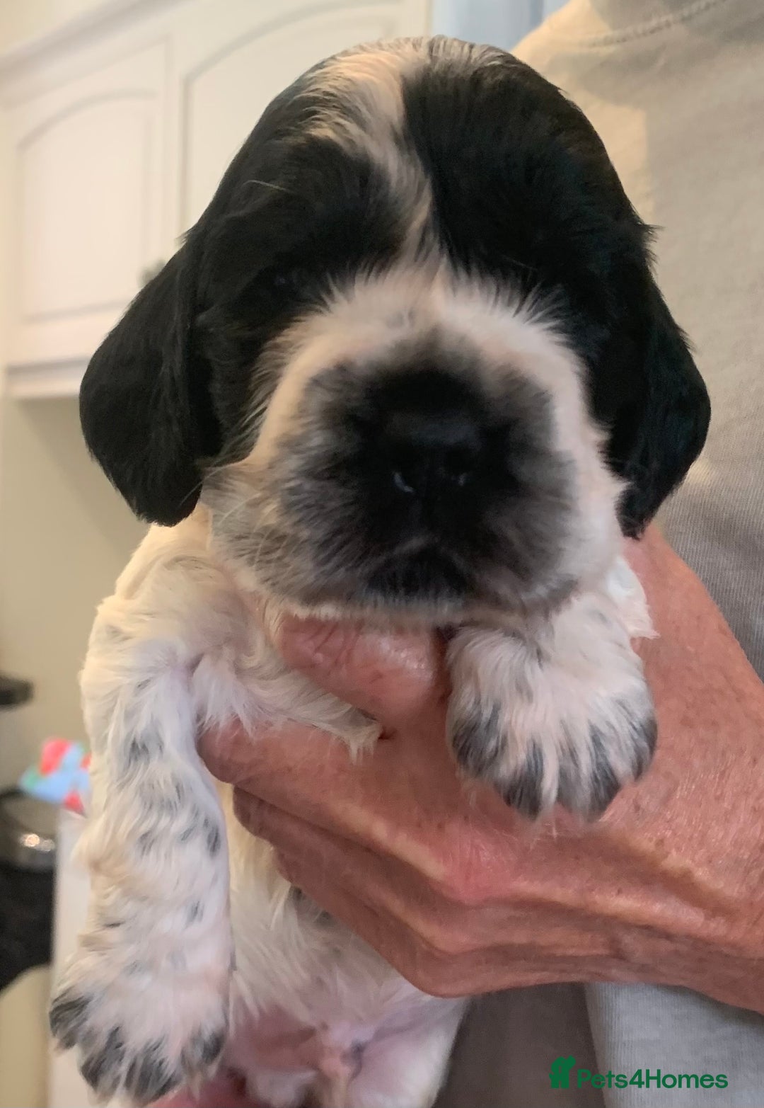 Cocker Spaniel dogs for sale: Show Cocker Spaniel pups - Image 1