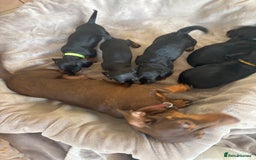 Dachshund dogs for sale: Dachshund  - Image 20