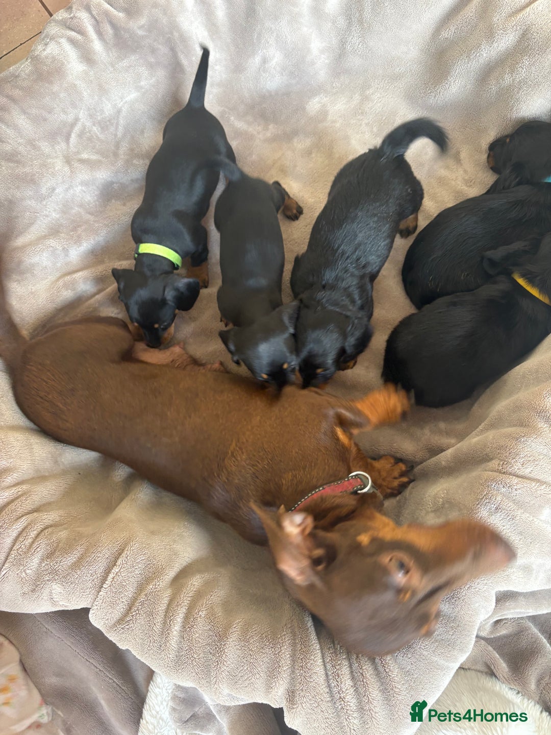 Dachshund dogs for sale: Dachshund  - Image 20