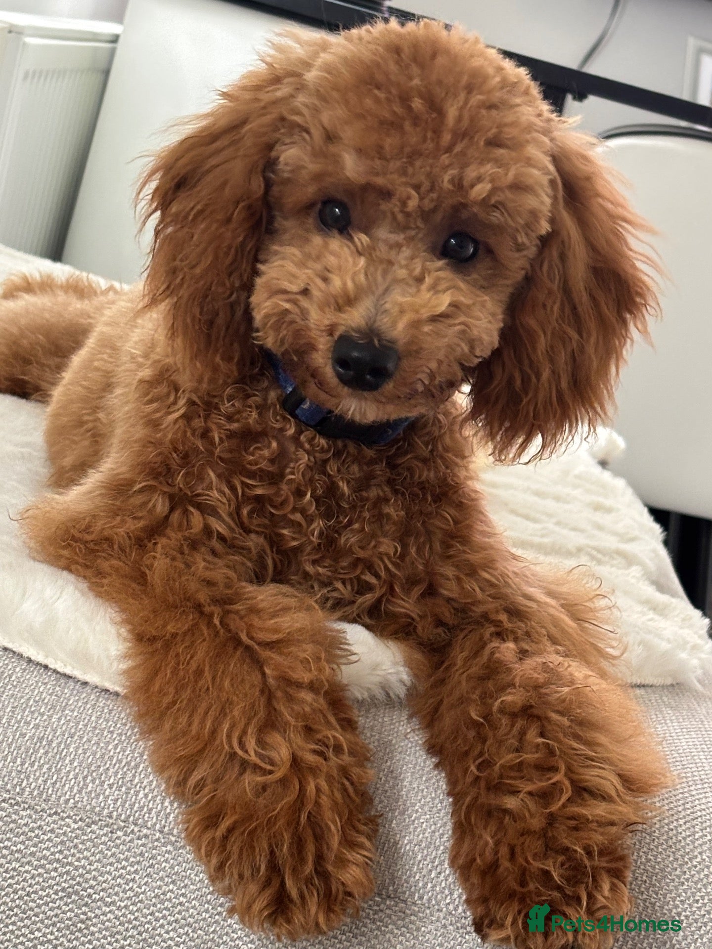 Miniature Poodle dogs Miniature poodle stud dog - Advert 1