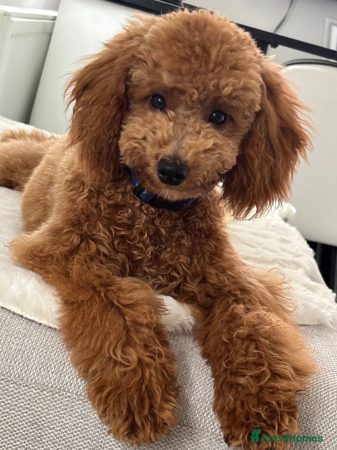 Miniature Poodle dogs for stud: Miniature poodle stud dog - Advert 1