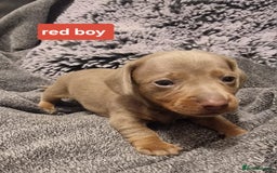 Miniature Dachshund dogs for sale: CHAMPION KC REG MINIATURE DACHSHUND PUPS.  - Image 7