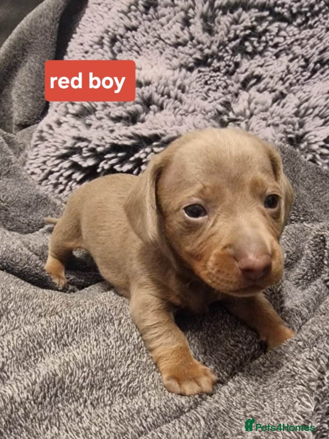 Miniature Dachshund dogs for sale: CHAMPION KC REG MINIATURE DACHSHUND PUPS.  - Image 7
