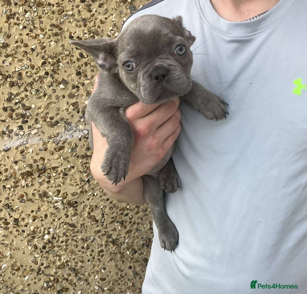 French Bulldog dogs for sale: Beautiful French bulldog puppies  - Image 4