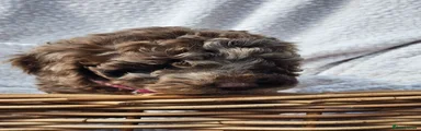 Cockapoo 4
