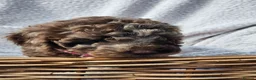 Cockapoo dogs for sale: 5 Loving cockapoos  - Advert 14