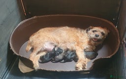 Border Terrier dogs for sale: Border terrier puppies  - Image 1
