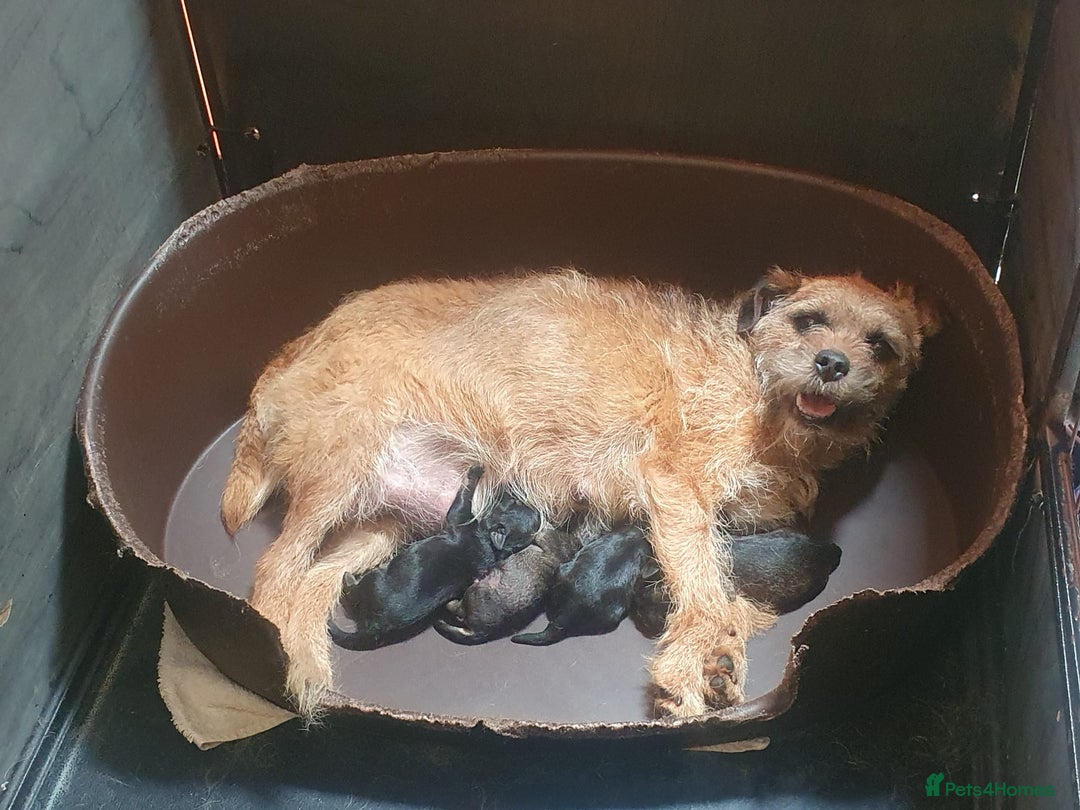 Border Terrier dogs for sale: Border terrier puppies  - Image 1