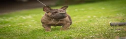 French Bulldog dogs for stud: Velvet Merle frenchie stud  in Maesteg - Advert 3