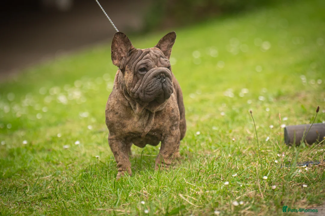 French Bulldog dogs for stud: Velvet Merle frenchie stud  in Maesteg - Advert 3