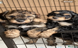 Cockapoo dogs for sale: Taking Genuine Enquired Phantom Female Cockapoo - Image 2