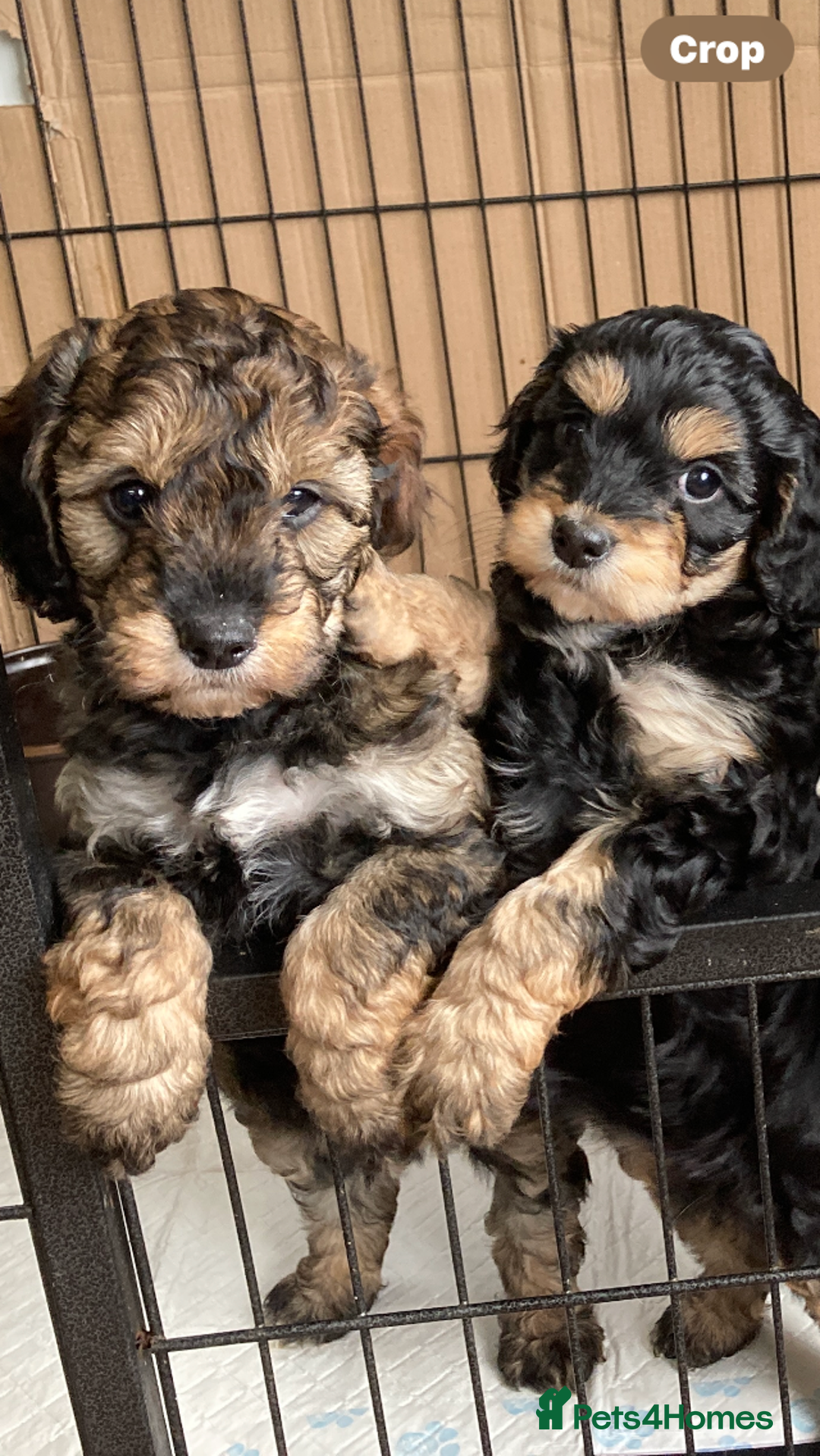 Cockapoo dogs for sale: Taking Genuine Enquired Phantom Female Cockapoo - Image 2
