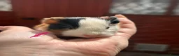 Guinea Pig rodents for sale: Gorgeous baby Guineapigs  - Advert 8